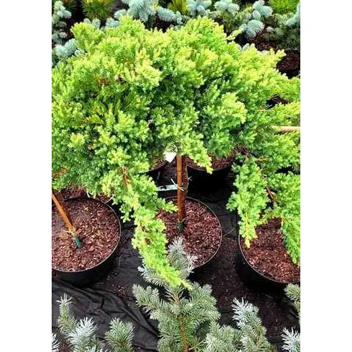 Саджанець Agro-Market Ялівець сланкий на штамбі Procumbens Nana С2 висота 40-50 см 1 шт. в упаковці (182566) - фото 3