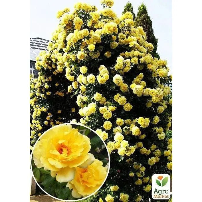 Саджанець Agro-Market Троянда плетиста Казино (клас АА +) вищий сорт (20631) 1 шт. - фото 2