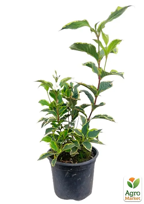 Саджанець Agro-Market Вейгела флорида 2-річна Nana Variegata висота 20-40см (101884) - фото 3