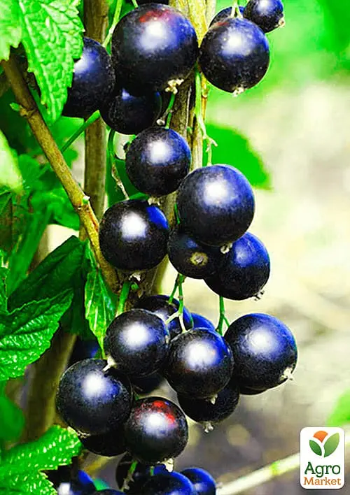 Саджанець Agro-Market Смородина чорна Краса Львова (середньо-пізній термін дозрівання, великоплідний сорт) 1 шт. в пакуванні (17534) - фото 2