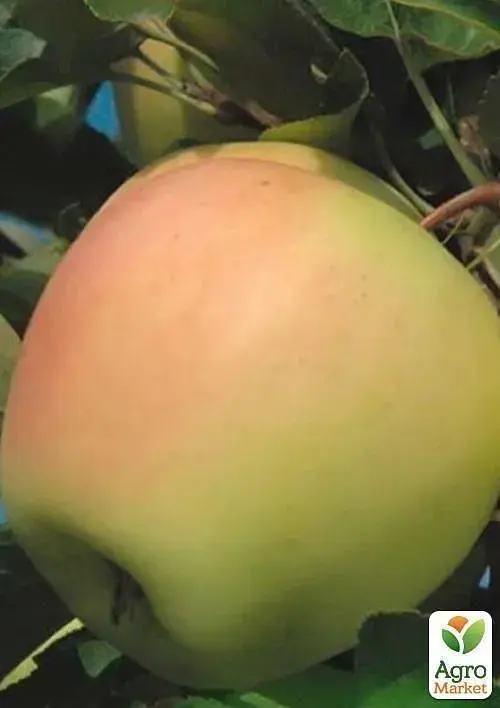 Саджанець Agro-Market Яблуня Голд Раш (зимовий сорт, пізній термін дозрівання) 1 шт. в упаковці (25648) - фото 3