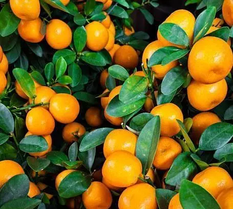 Саджанець Agro-Market Мандарин помаранчевого кольору з сонячним відтінком Оскар (Oscar) (преміальний, скороплідний, високоврожайний сорт) (47692) 1 шт. в упаковці - фото 2
