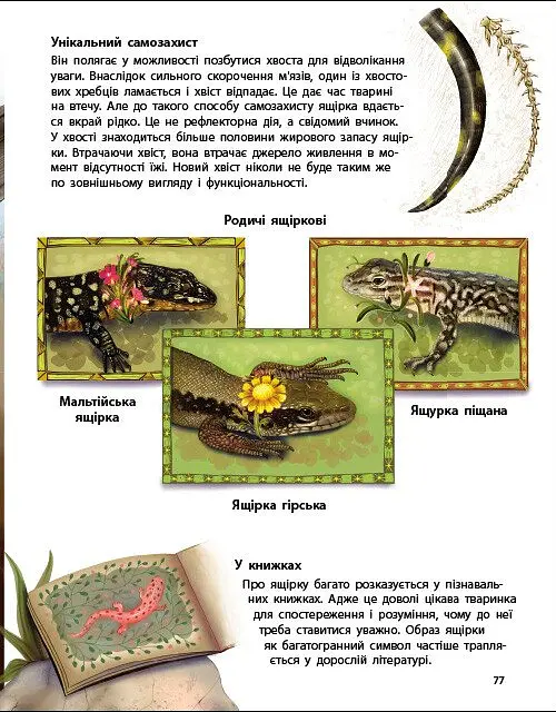 Живий світ України. Тварини та їх родичі в природі й у книжках - Наталія Коваль - фото 10