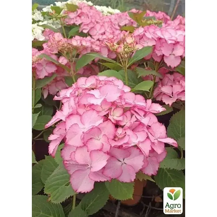 Саджанець Agro-Market Гортензія крупнолистова кучерява French Cancan Rose (183477) 1 шт. в упаковці - фото 2