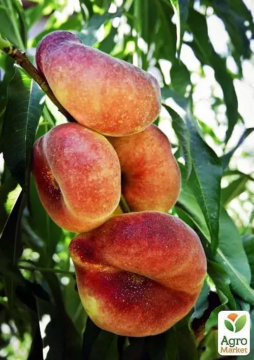 Саджанець Agro-Market Персик жовтий з яскравим рум'янцем Тропічний рай (Tropical paradise) (англійська селекція, преміальний високоврожайний сорт) 1 шт. в упаковці (39930) - фото 5