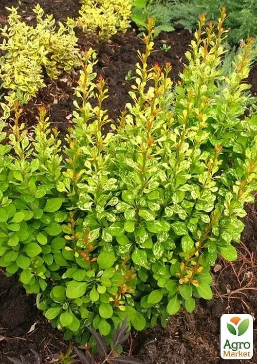 Саджанець Agro-Market Барбарис Тунберга 2-х річній Powwow С3, висота саженця 30-60см (101794) - фото 2