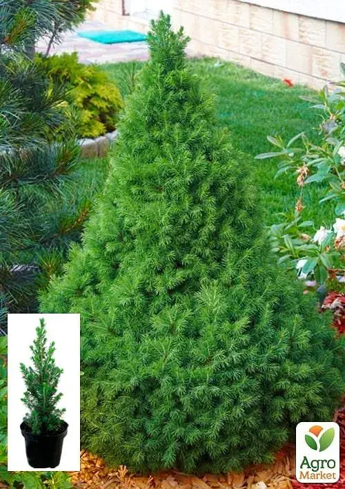 Саженец Agro-Market Ель канадская Conica вазон С1.5 высота 12-25 см 1 шт. в упаковке (102157) - фото 2
