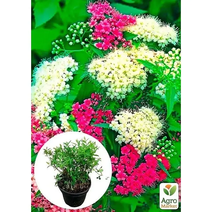 Саженец Agro-Market Спирея японская 2-х летняя Shirobana вазон С2 высота 20-40 см (176824) 1 шт. в упаковке - фото 3