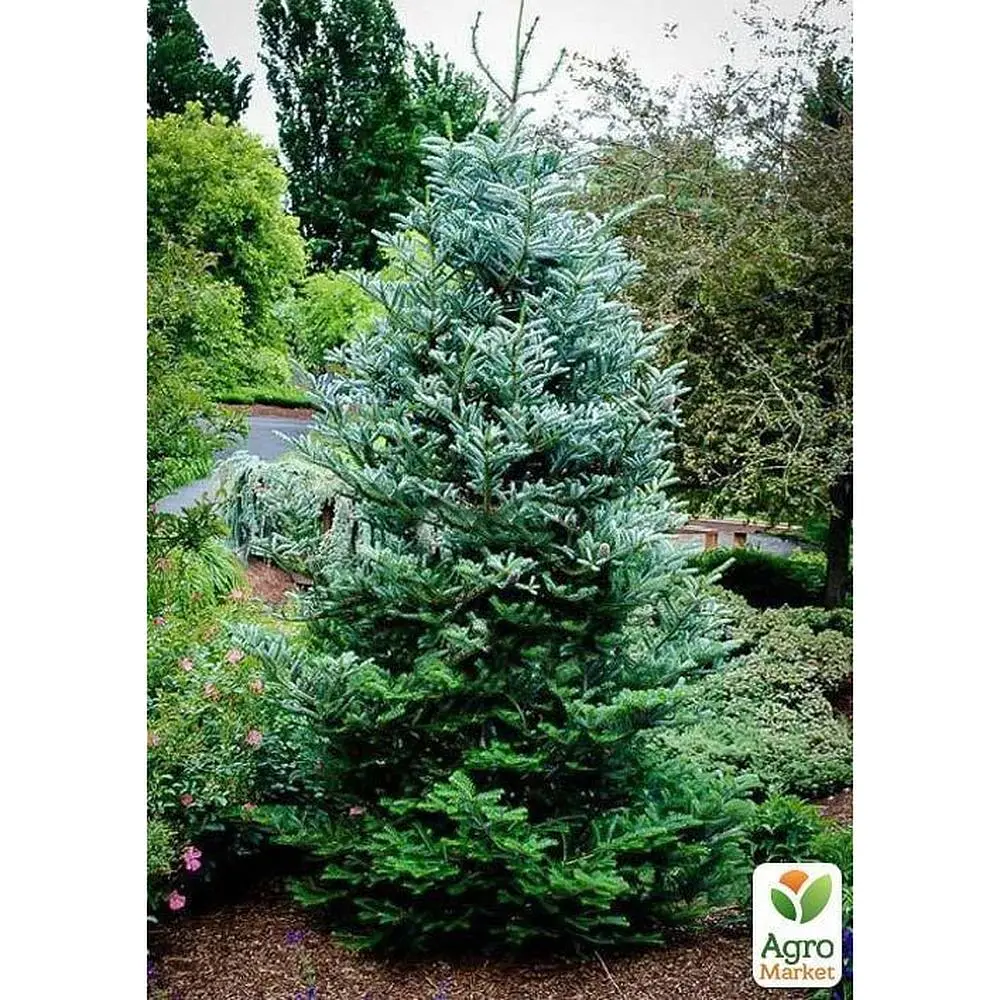 Саджанець Agro-Market Ялина Корейська Nakai (горщик P9) (49260) - фото 3