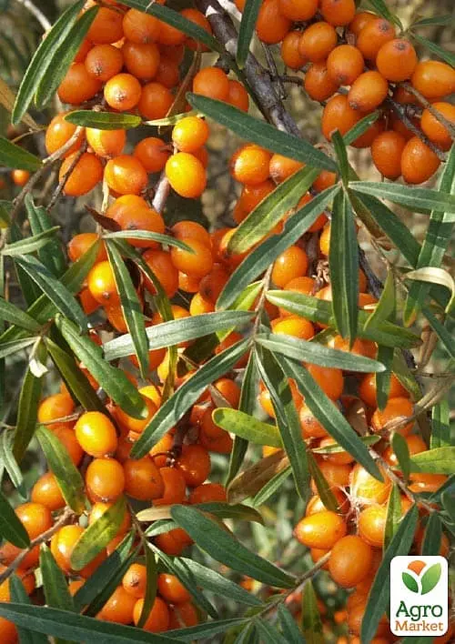 Саженец Agro-Market Облепиха 2-летняя Frugana укорененная в контейнере (женский сорт) 1 шт. в упаковке (183347) - фото 2
