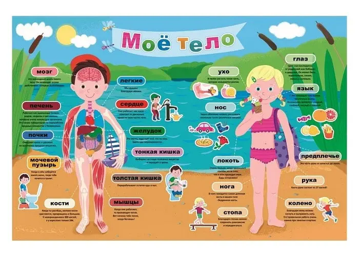 Пазл Trefl учебный Мое тело 40 эл. (15528) - фото 2