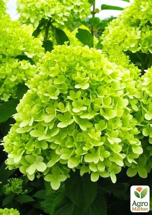 Саджанець Agro-Market Гортензія волотиста 2-х річна Limelight висота саджанця 25-45см (60460) - фото 3
