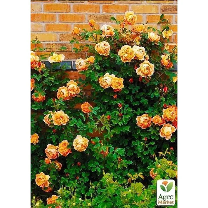 Саженец Agro-Market Роза английская Лейла (Leila) (класс АА+) (37110) 1 шт. - фото 3