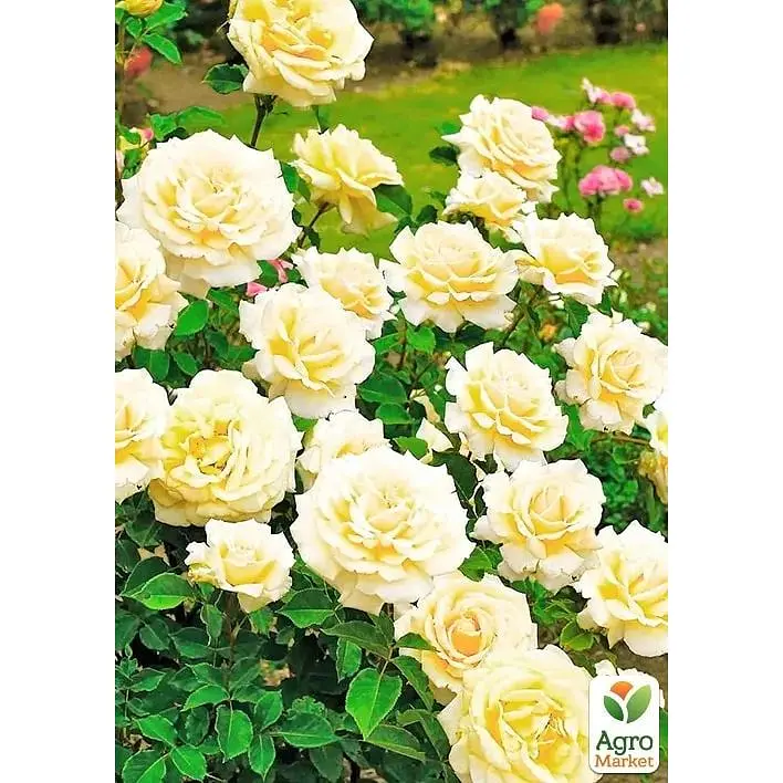 Роза флорибунда Agro-Market Sunstar саженец класса АА+ высший сорт 1 шт. в упаковке (178162) - фото 2
