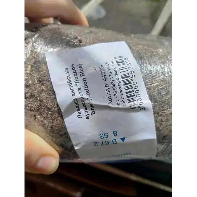 Саженец Agro-Market Лаванда английский узколистный Лоддон Блю (Loddon Blue) (44328) 1 шт. в упаковке - фото 3