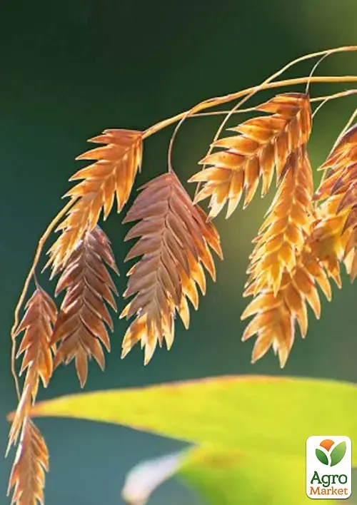 Саджанець Agro-Market Хасмантіум широколистий Uniola latifolia С1, 1 шт. в упаковці (182767) - фото 5