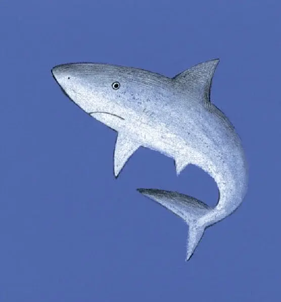 Sea Animals - фото 4