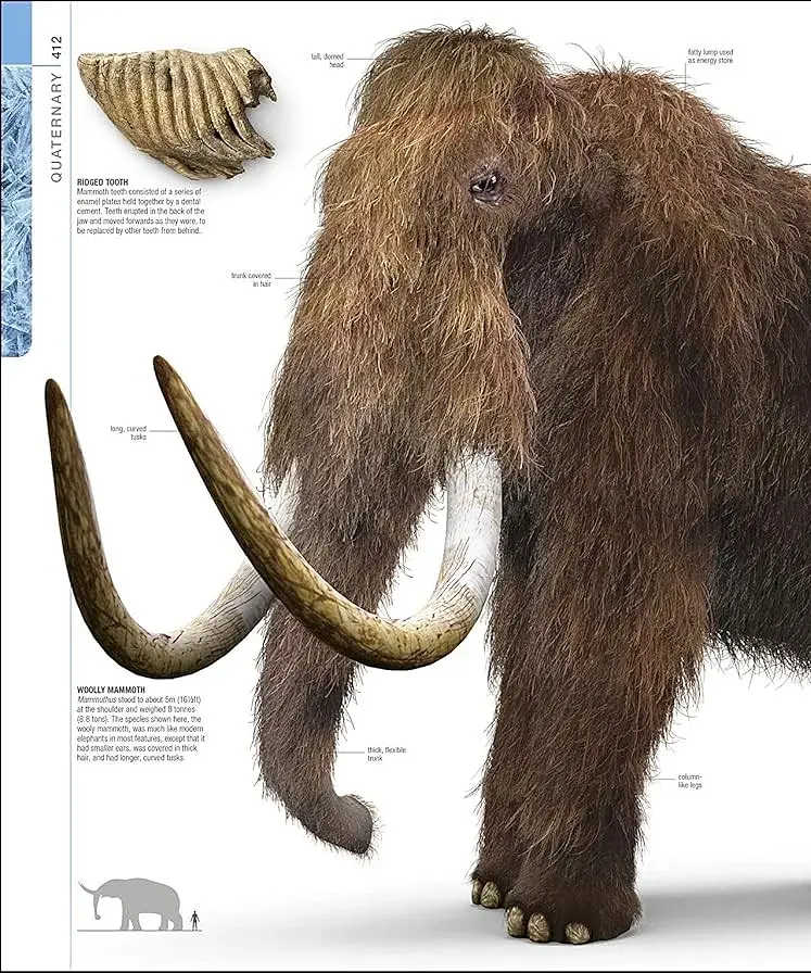 Dinosaurs and Prehistoric Life. The Definitive Visual Guide - фото 13
