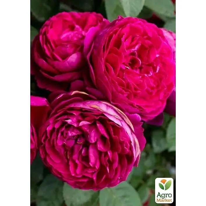 Троянда чайно-гібридна Agro-Market Ascot саджанець класу АА+ вищий сорт 1 шт. в упаковці (181481) - фото 2