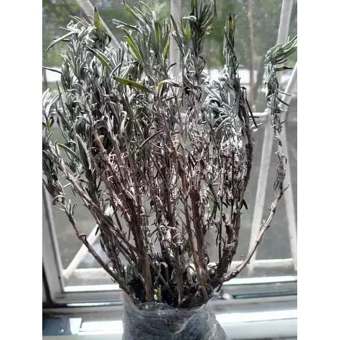 Саженец Agro-Market Лаванда английский узколистный Лоддон Блю (Loddon Blue) (44328) 1 шт. в упаковке - фото 5