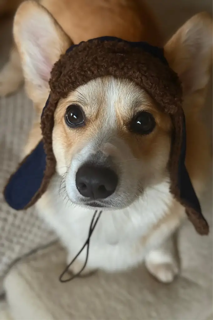 Шапка-вушанка для собак Hat-Dog Какао (XS) - фото 7