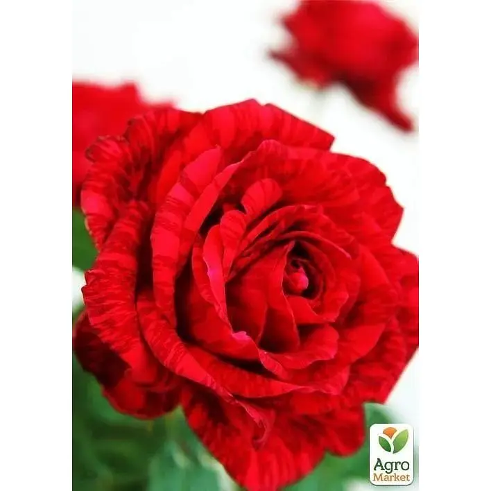 Саджанець Agro-Market Троянда чайно-гібридна Ред Інтуішн (44148) 1 шт. - фото 2