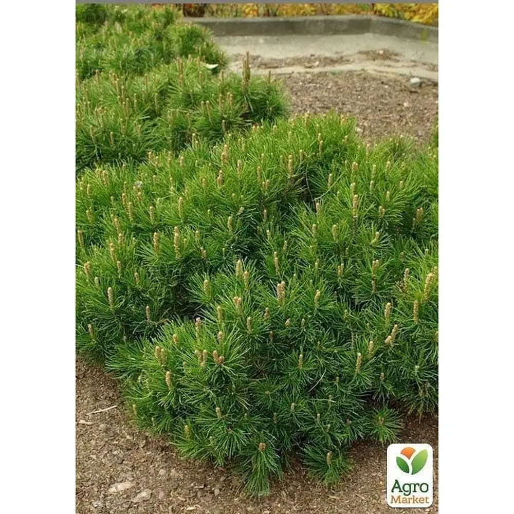 Саджанець Agro-Market Сосна гірська карликова Montana (Pinus Mugo) горщик P9 (49231) - фото 3