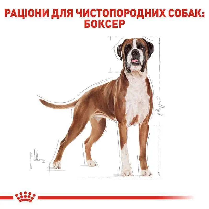 Сухий корм для дорослих собак породи Боксер Royal Canin Boxer Adult, 12 кг (2588120) - фото 3