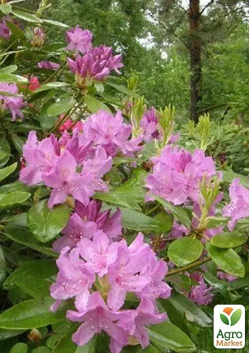 Саженец Agro-Market Рододендрон катевбинский Боурзалт (Rhododendron Catawbiense Boursault) вазон Р13 (181753) - фото 2