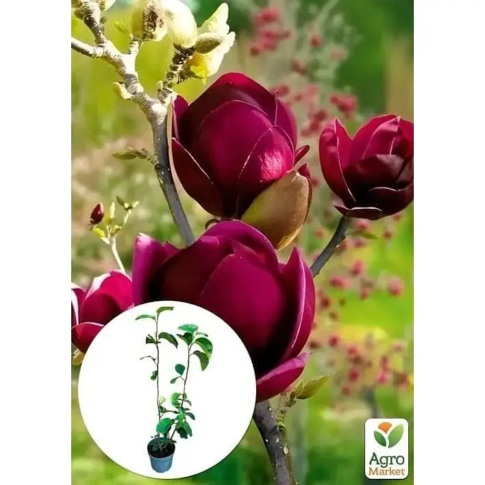 Саженец Agro-Market Магнолия 4-х летняя гибридная Black Tulip (высота 50-60 см) (181165) 1 шт. в упаковке - фото 4