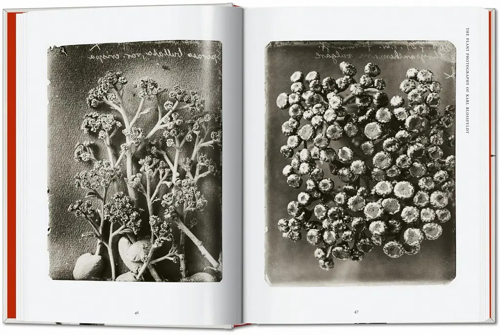 Karl Blossfeldt. The Complete Published Work. 40th Edition - Ганс Крістіан Адам - фото 3