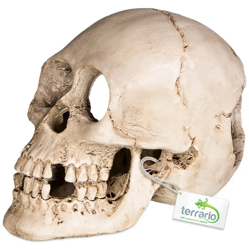 Декорація череп людини Terrario Human Skull XL 15x10x9см (161012) - фото 5