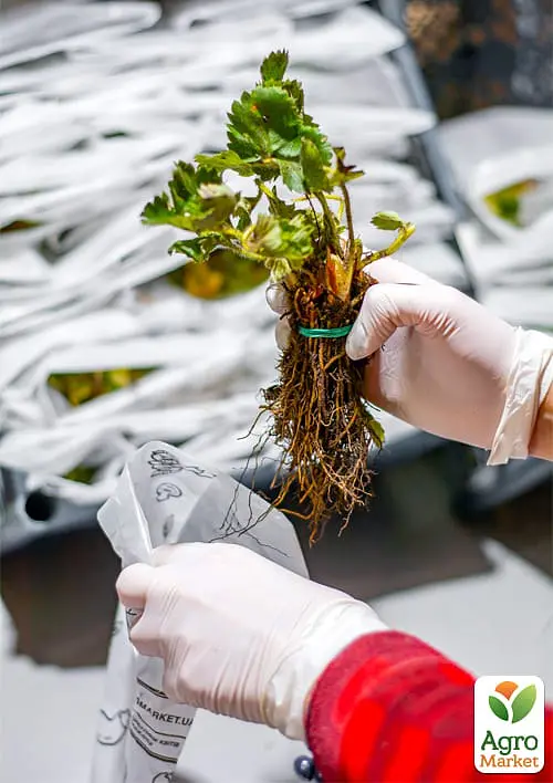 Саженец Agro-Market Клубника Гигантелла (средне-поздний срок созревания, крупноплодный сорт) 5 шт. в упаковке (46452) - фото 3