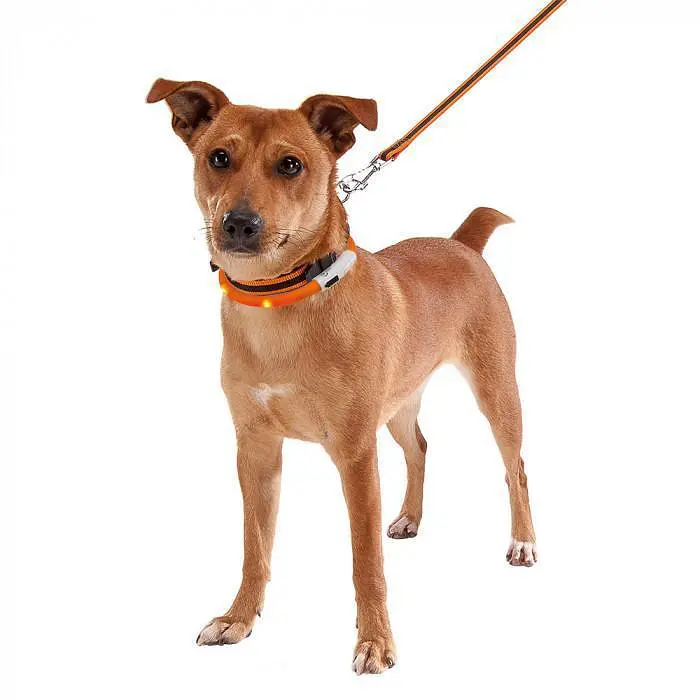 Нашийник для собаки Ferplast Night Over-Collar 55 - фото 3