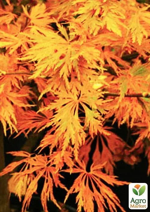 Саженец Agro-Market Клен японский плакучий пальмолистный Emerald Lace (Acer palmatum Emerald Lace) 1 шт. в упаковке (52773) - фото 2