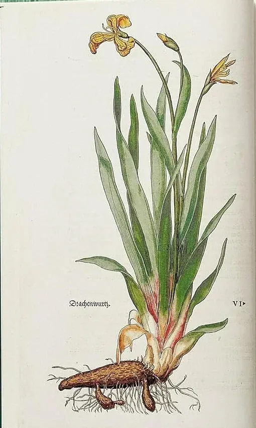 Leonhart Fuchs. The New Herbal - фото 2