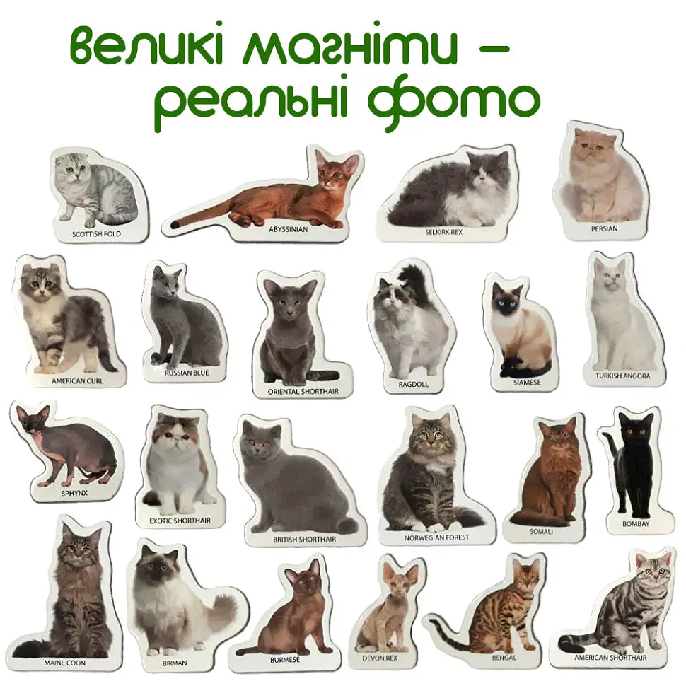Набор магнитов Magdum "Породы кошек" ML4031-13 EN - фото 2