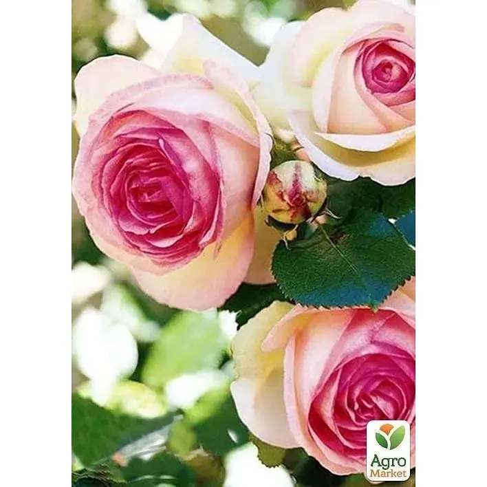 Саджанець Agro-Market Троянда плетиста Eden Rose (клас АА +) вищий сорт (17394) 1 шт. - фото 5