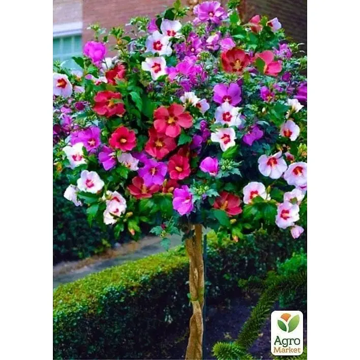 Саджанець Agro-Market Гібіскус сирійський деревовидний суміш Tricolor (48567) 3 шт. в упаковці - фото 2