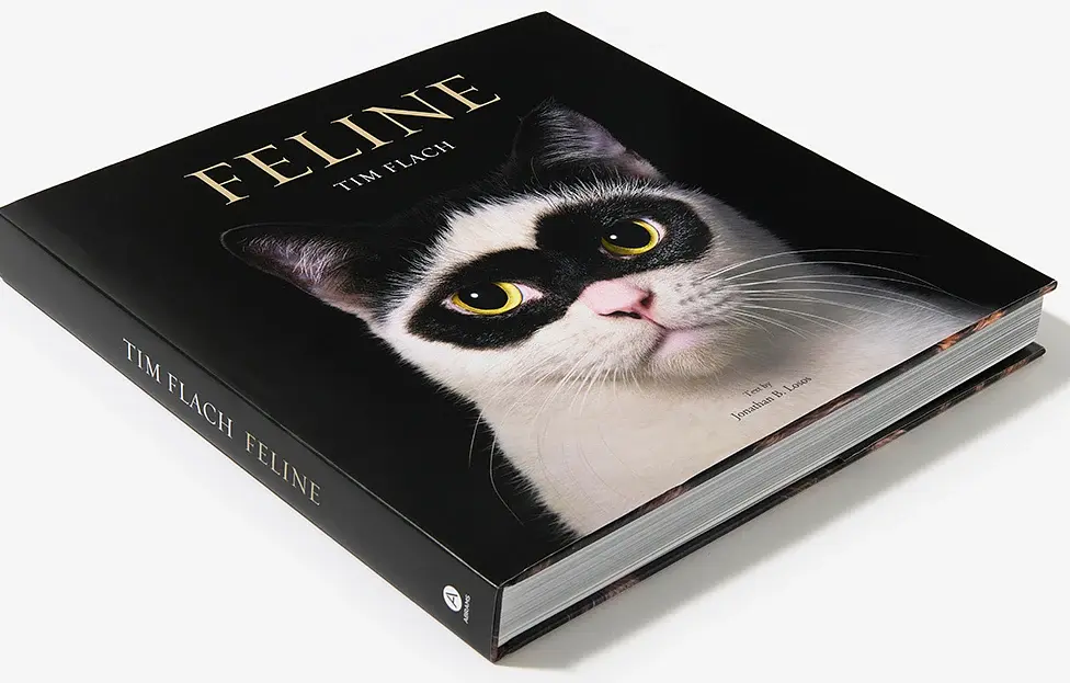 Feline - фото 2