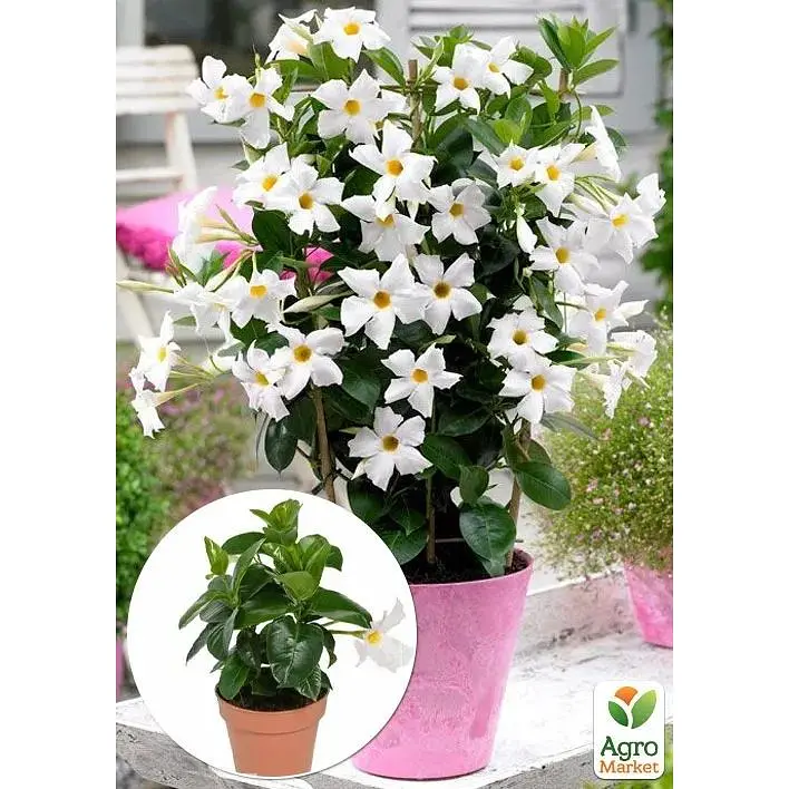 Саджанець Agro-Market Дипладенія (Mandevilla) Snow White (квітуча ліана) (184317) 1 шт. - фото 2