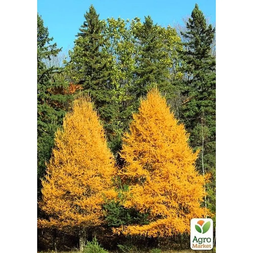 Саджанець Agro-Market Модрина Даурська (Larix Gmelinii) горщик P9 (48848) - фото 3
