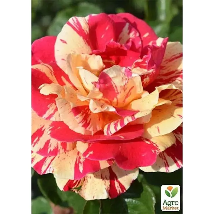 Троянда плетиста Agro-Market Vanille Fraise саджанець класу АА+ вищий сорт 1 шт. в упаковці (181456) - фото 2