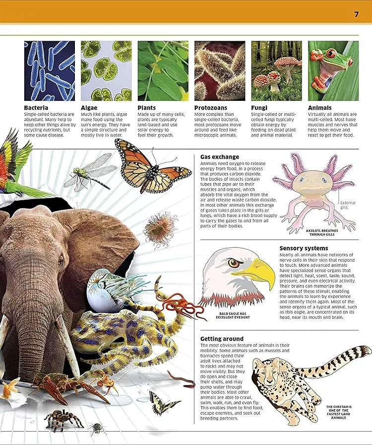 Knowledge Encyclopedia Animal! - фото 3