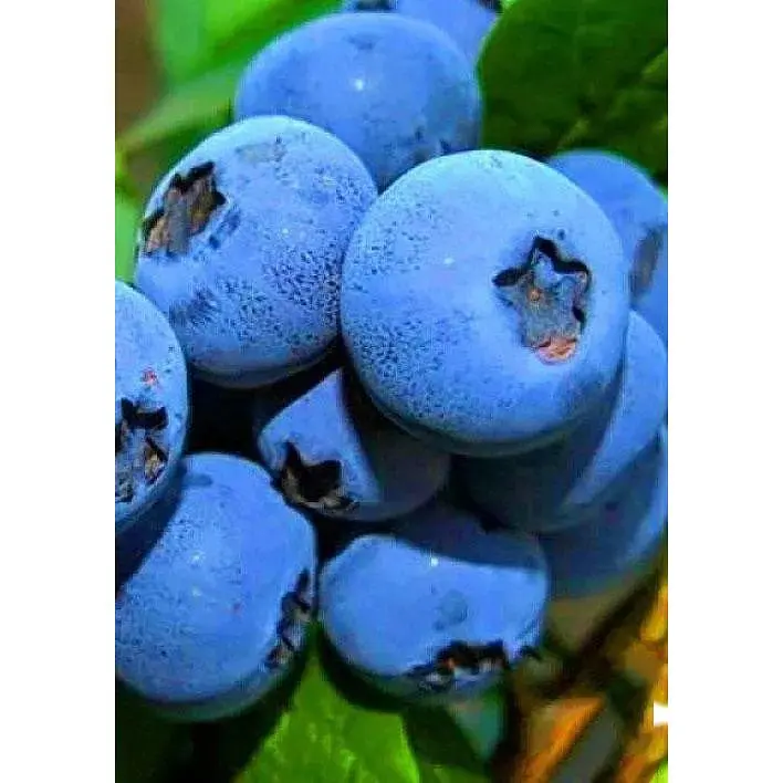 Саженец Agro-Market Голубика сочного синего блестящего цвета Сладкий восторг (Sweet Delight) (премиальный, сладкий, морозостойкий, высокоурожайный сорт) 1 шт. (47687) - фото 2