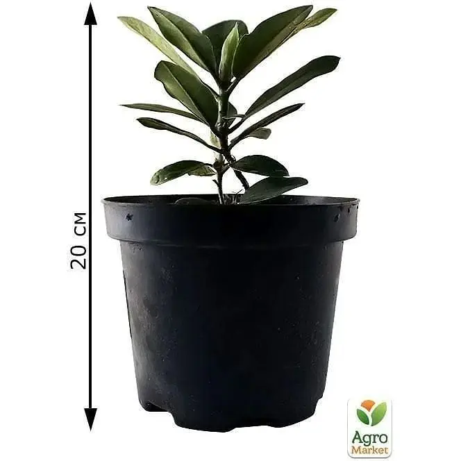 Саженец Agro-Market Рододендрон персиковый Флаутандо (Flautando) (25905) 1 шт. в упаковке - фото 5