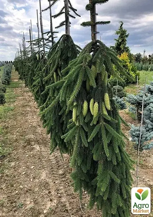 Саженец Agro-Market Ель обыкновенная Inversa С7.5 высота 90-100 см 1 шт. в упаковке (183033) - фото 3