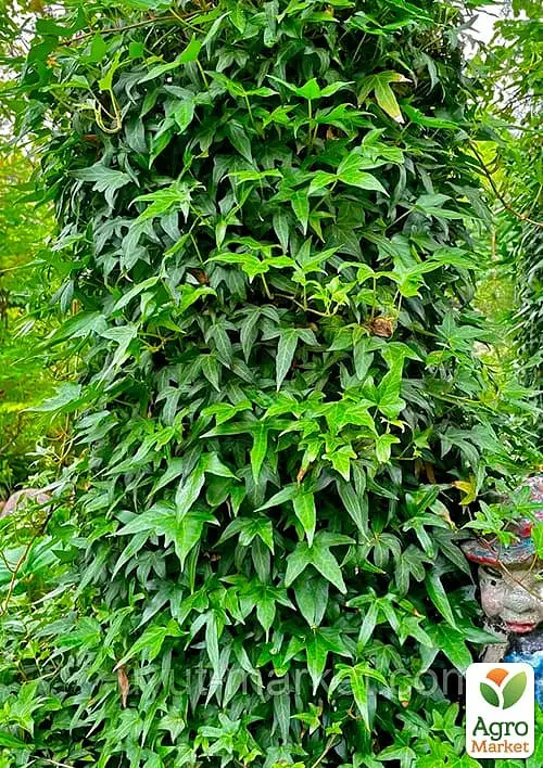 Саженец Agro-Market Плющ вечнозеленый садовый узколистный Sagittaefolia С2 высота 25-50см (177036) - фото 3