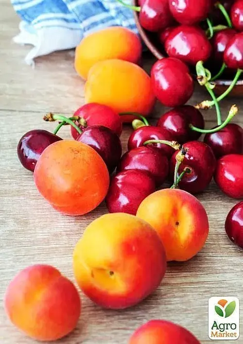 Саджанець Agro-Market Абрикос колоновидний яскраво помаранчевий з легким рум'янцем Сонячне літо (Sunny summer) (преміальний середньостиглий сорт) 1 шт. в упаковці (45791) - фото 4
