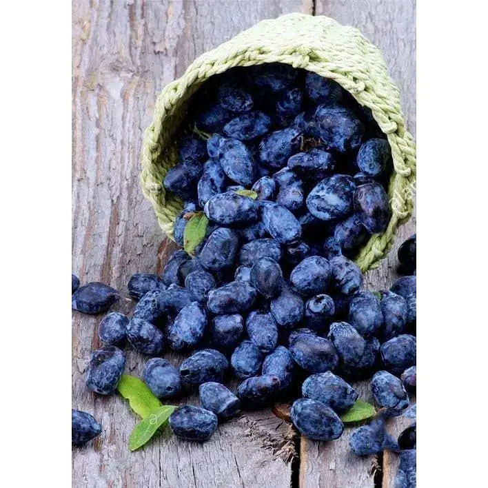 Саджанець Agro-Market Жимолость Дочка Велетня (середній термін дозрівання, ягоди не осипаються) 1 шт. в упаковці (43968) - фото 5